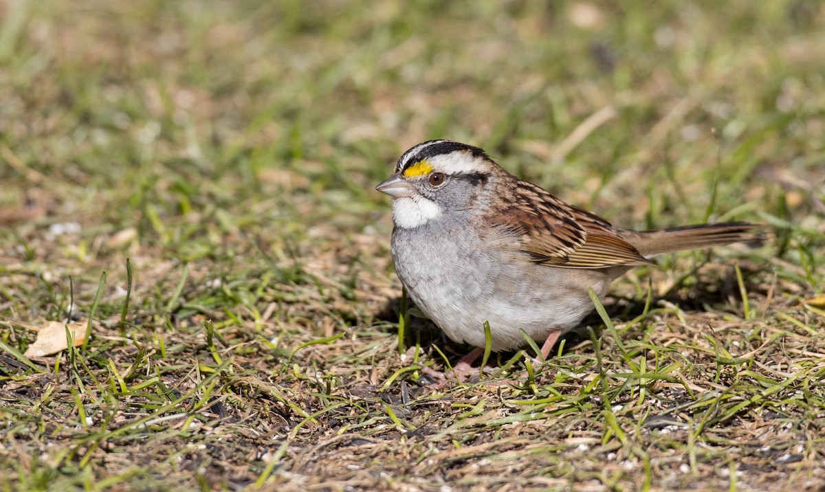 White-throated Sparrow - ML122373581