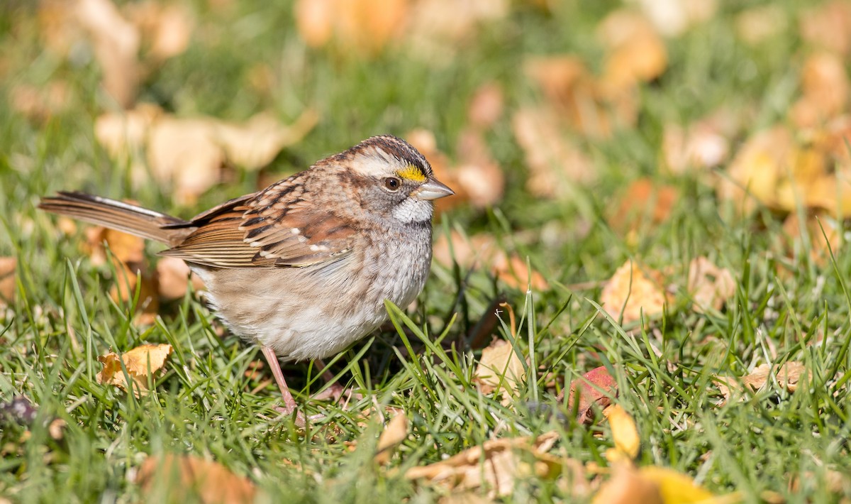 White-throated Sparrow - Ian Davies
