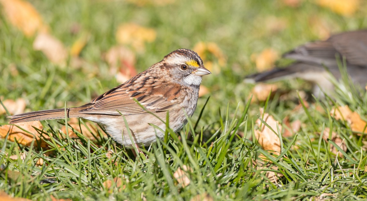 White-throated Sparrow - ML122373601