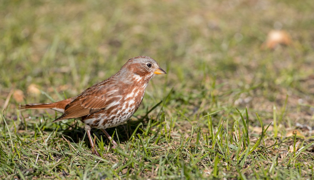 Fox Sparrow (Red) - ML122373881