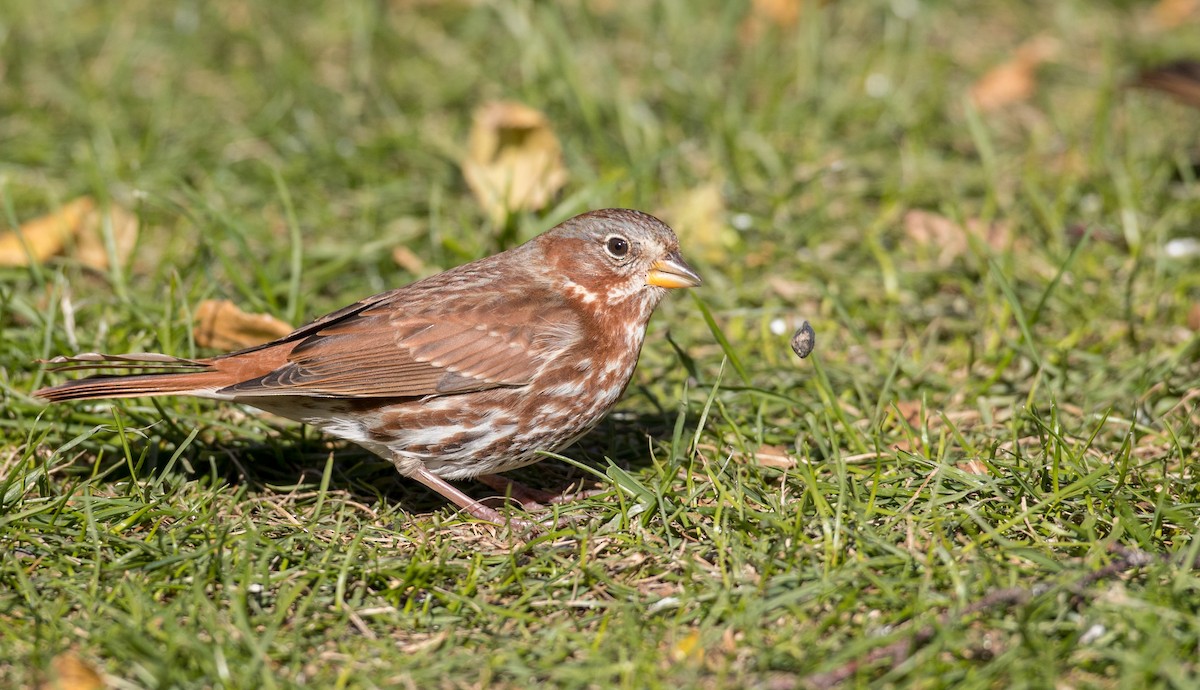 Fox Sparrow (Red) - ML122373911