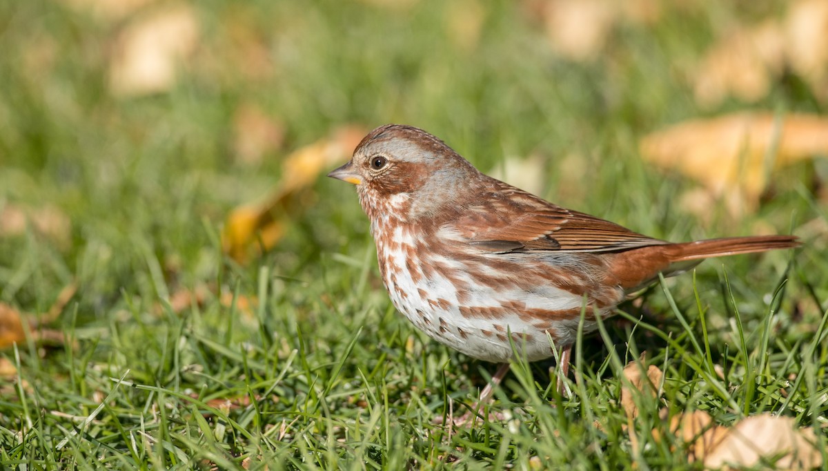 Fox Sparrow (Red) - ML122373941