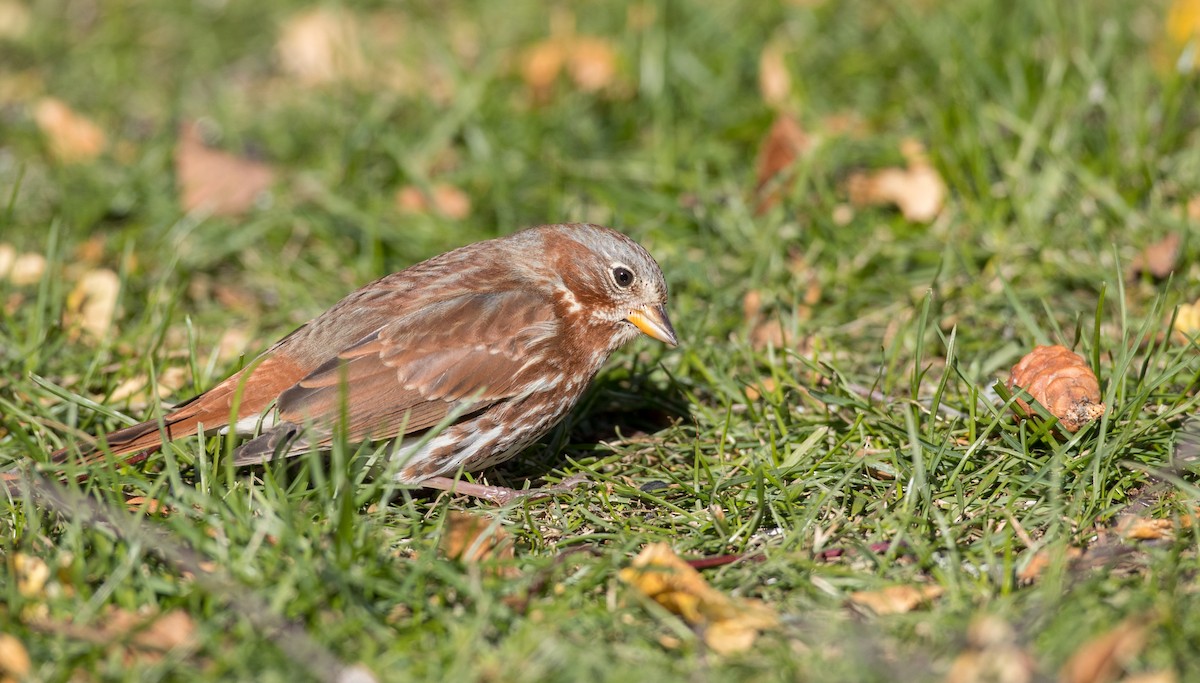 Fox Sparrow (Red) - ML122373981