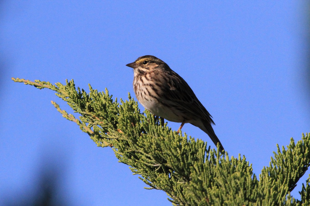 Savannah Sparrow - Kent Forward