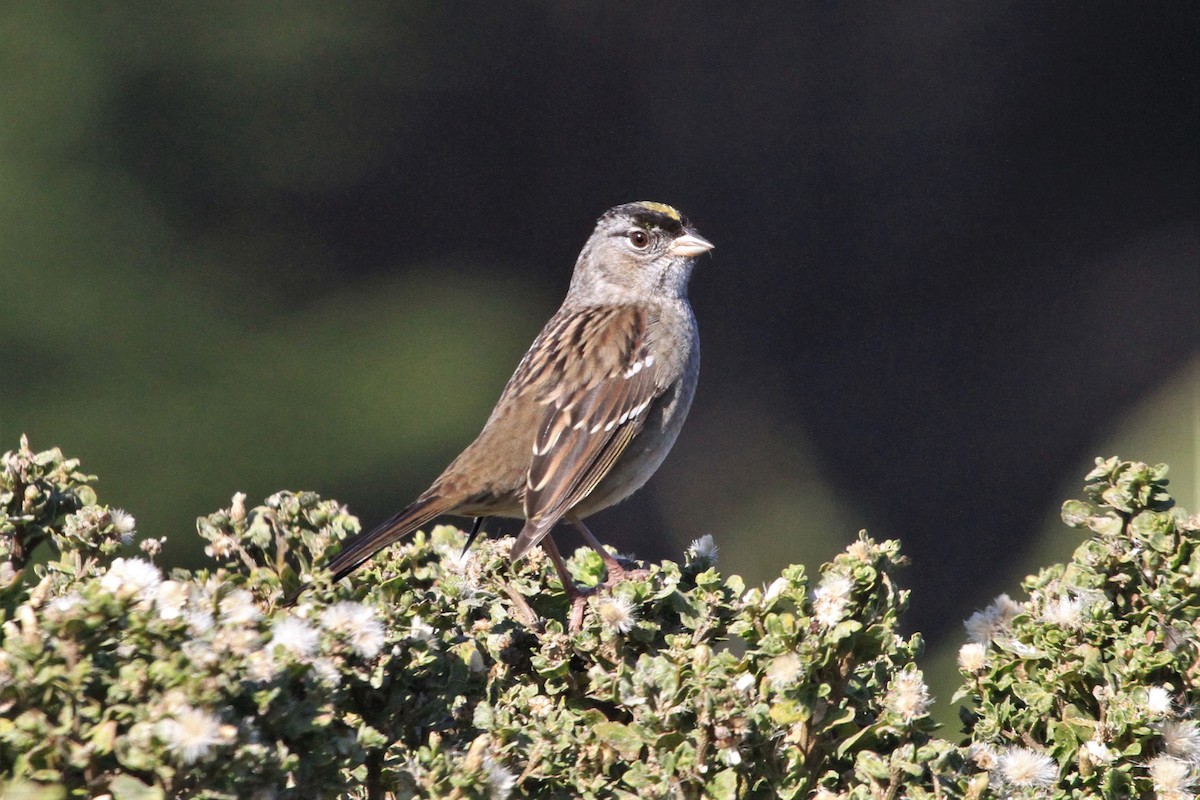 Golden-crowned Sparrow - ML122374911