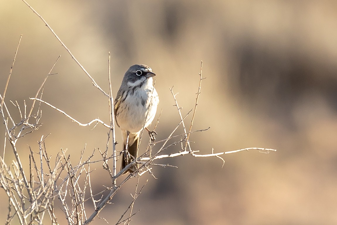 Sagebrush Sparrow - Sandra Peterson