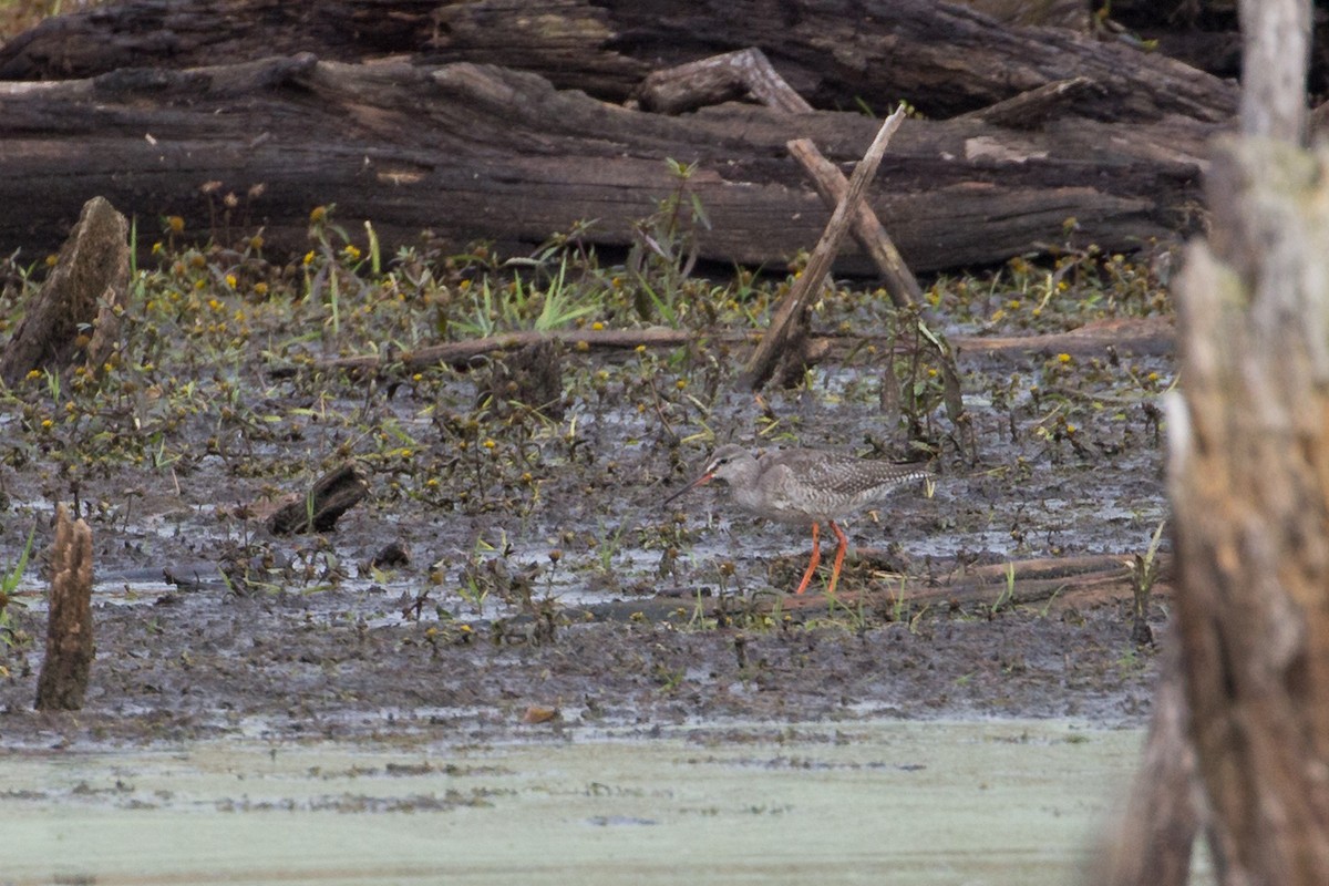 Spotted Redshank - Aaron Yappert