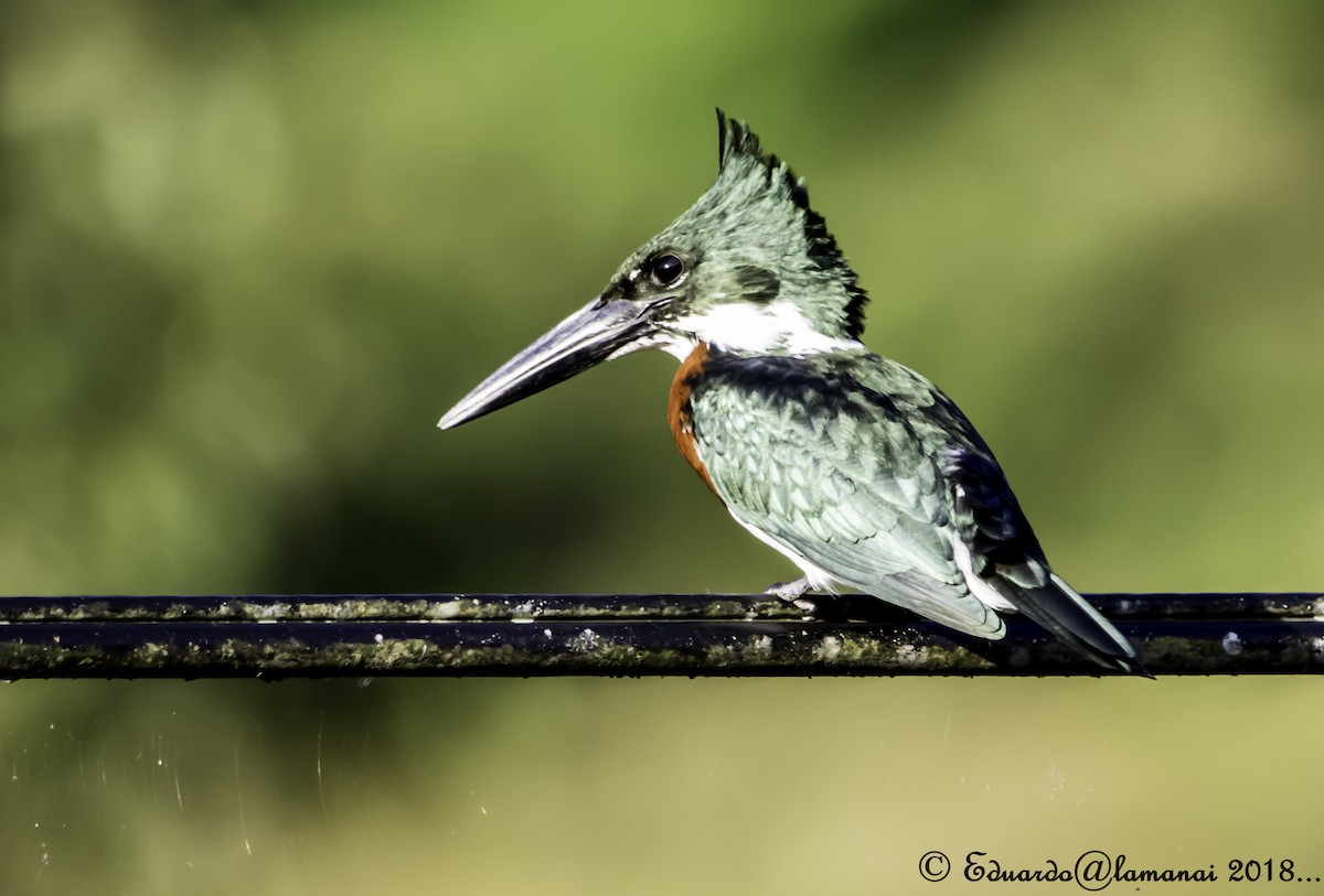 Amazon Kingfisher - Jorge Eduardo Ruano