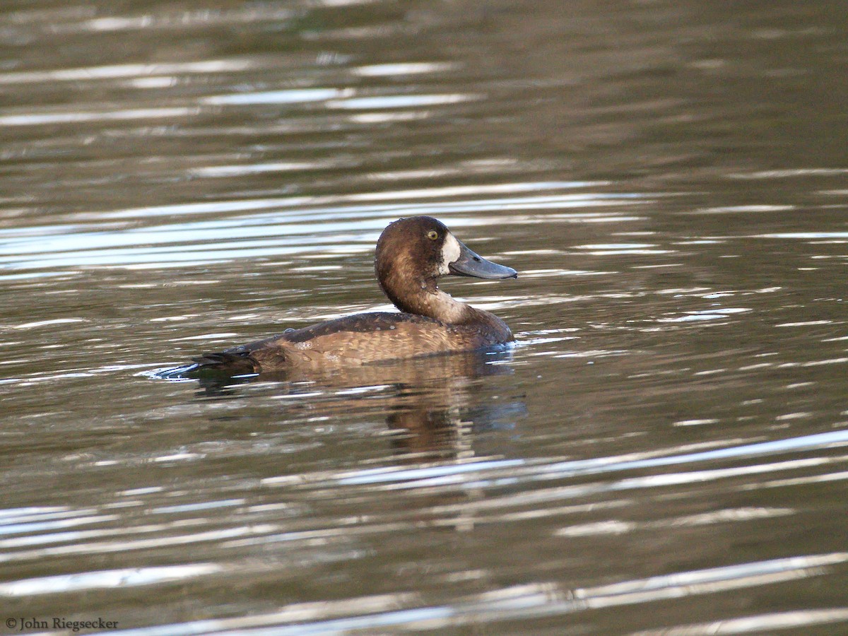 Greater Scaup - ML122386321