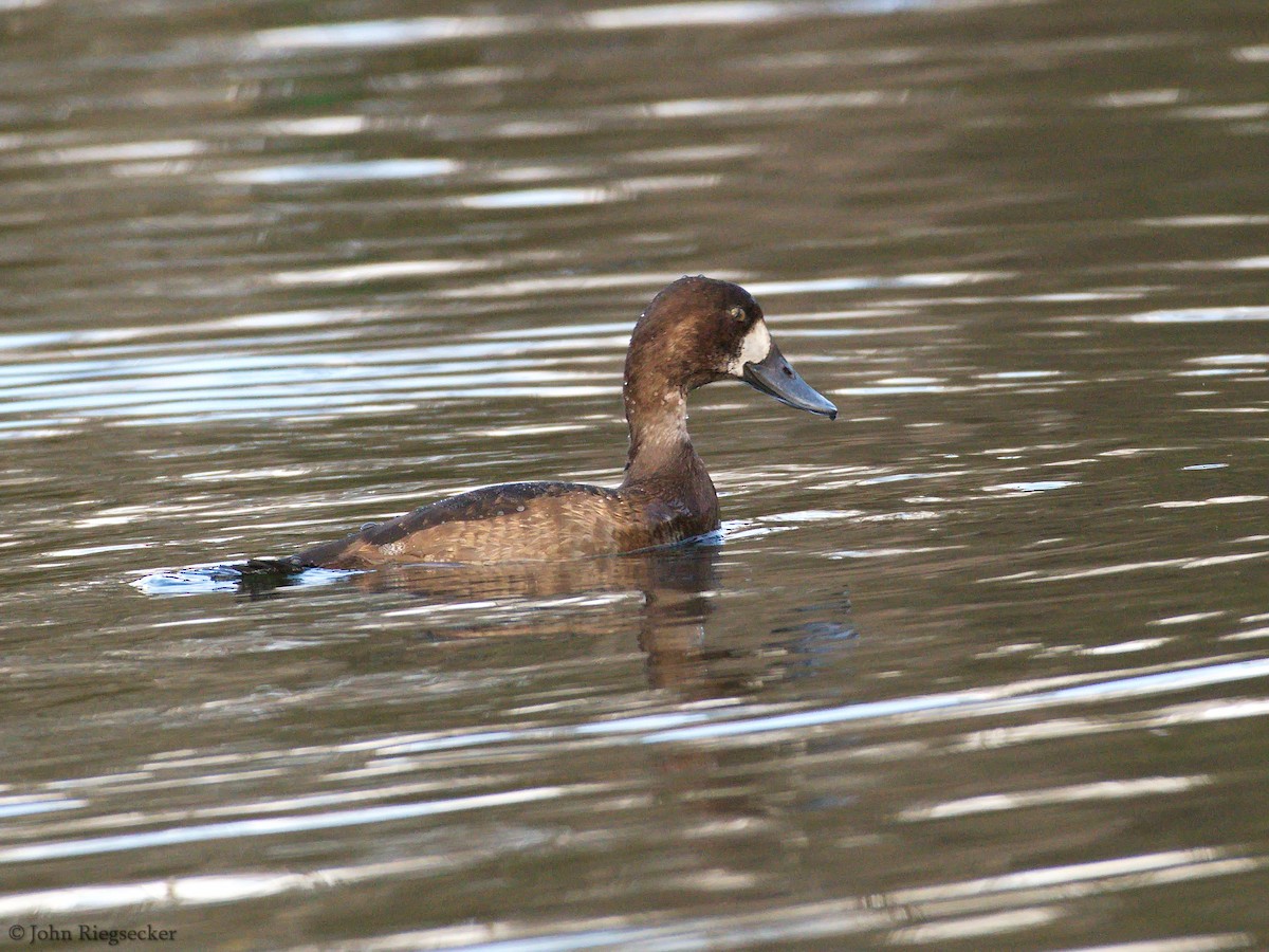 Greater Scaup - ML122386351