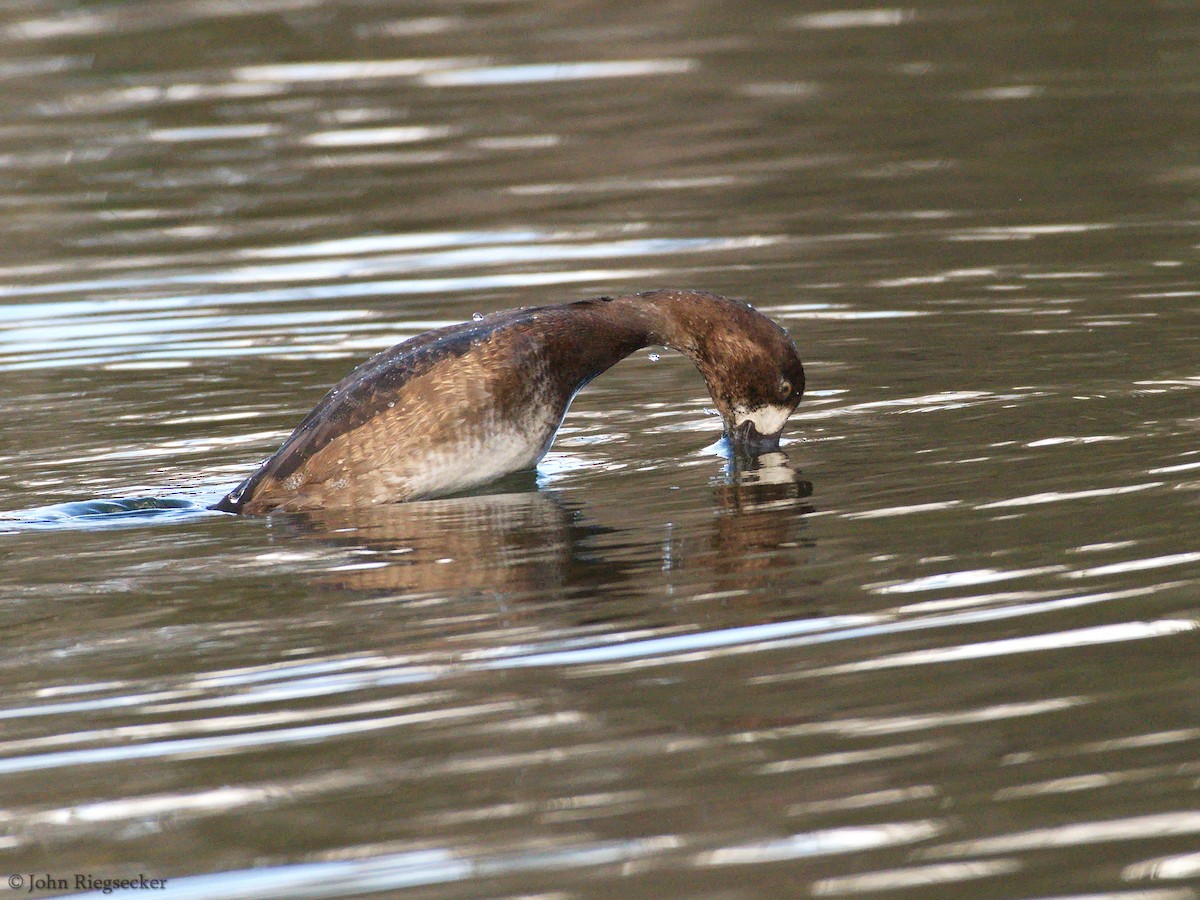 Greater Scaup - ML122386371