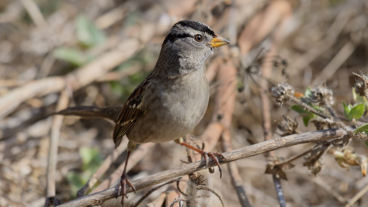 White-crowned Sparrow - Dan Hackley