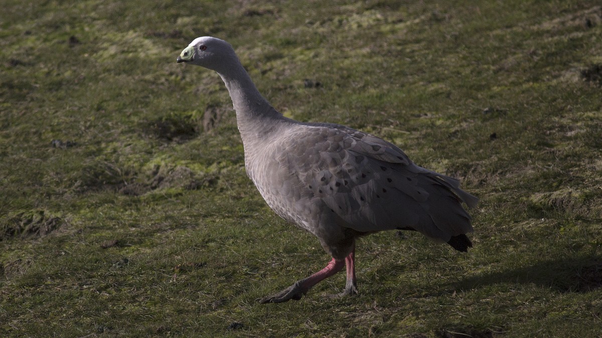 Cape Barren Goose - Alan Melville
