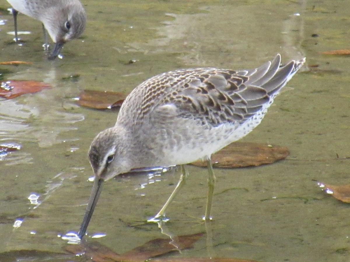 Long-billed Dowitcher - ML122390701