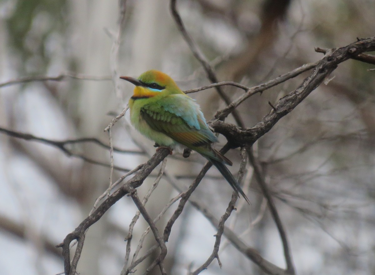 Rainbow Bee-eater - Sue Beatty