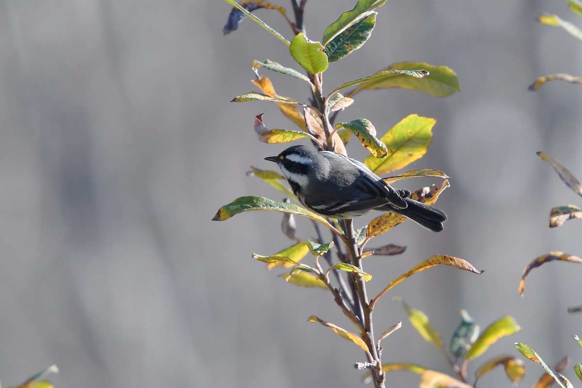 Black-throated Gray Warbler - Steve Heinl