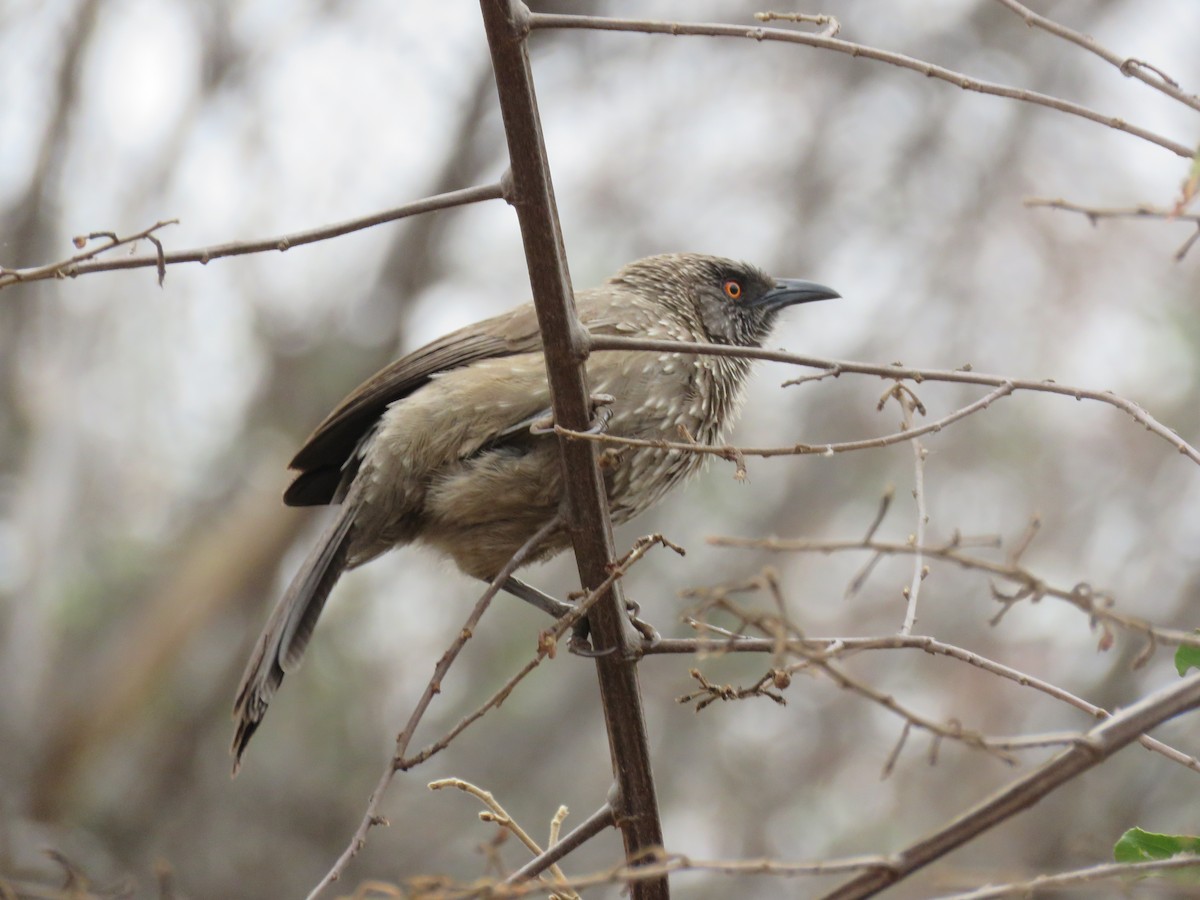 Arrow-marked Babbler - Nicholas Fordyce - Birding Africa