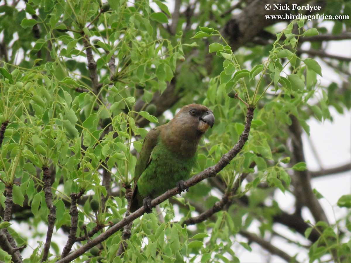 Brown-headed Parrot - Nicholas Fordyce - Birding Africa