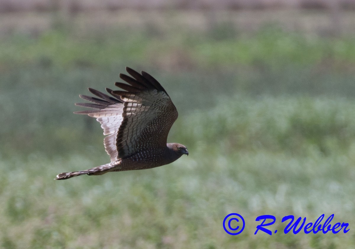 Spotted Harrier - ML122399461