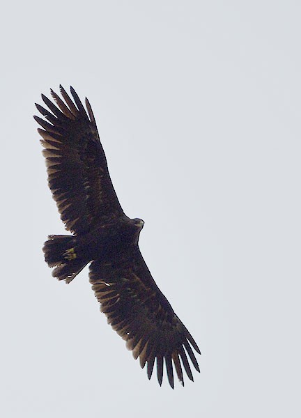 Greater Spotted Eagle - Choy Wai Mun