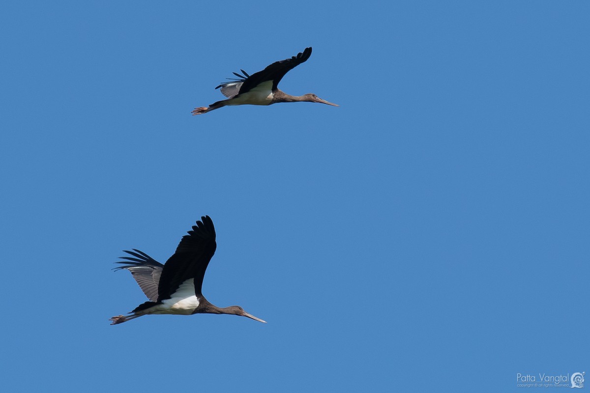 Black Stork - Pattaraporn Vangtal