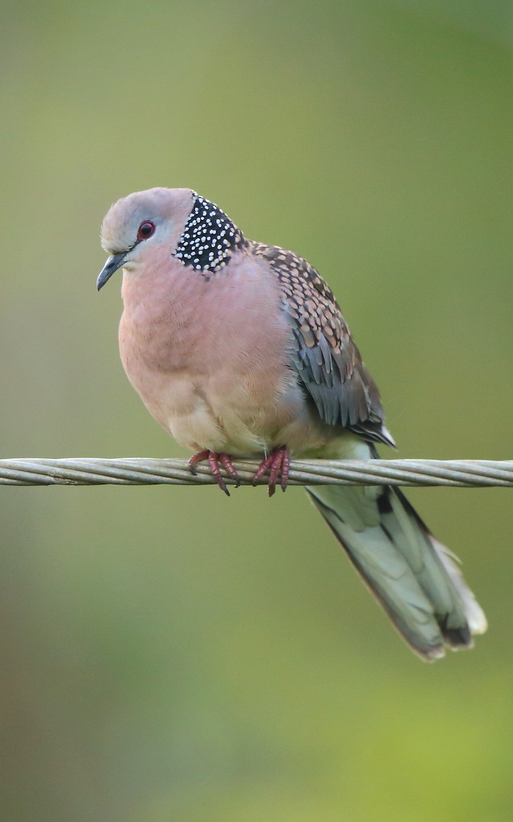 Spotted Dove - Albin Jacob