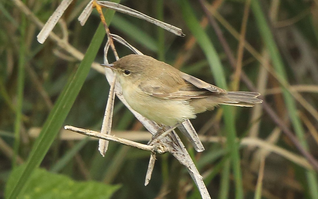 Booted Warbler - ML122410311