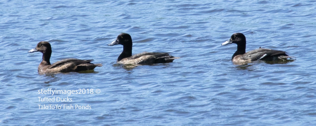 Tufted Duck - ML122410551