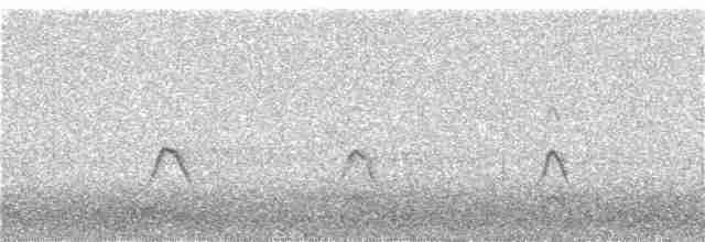 縱紋腹小鴞 - ML122411081