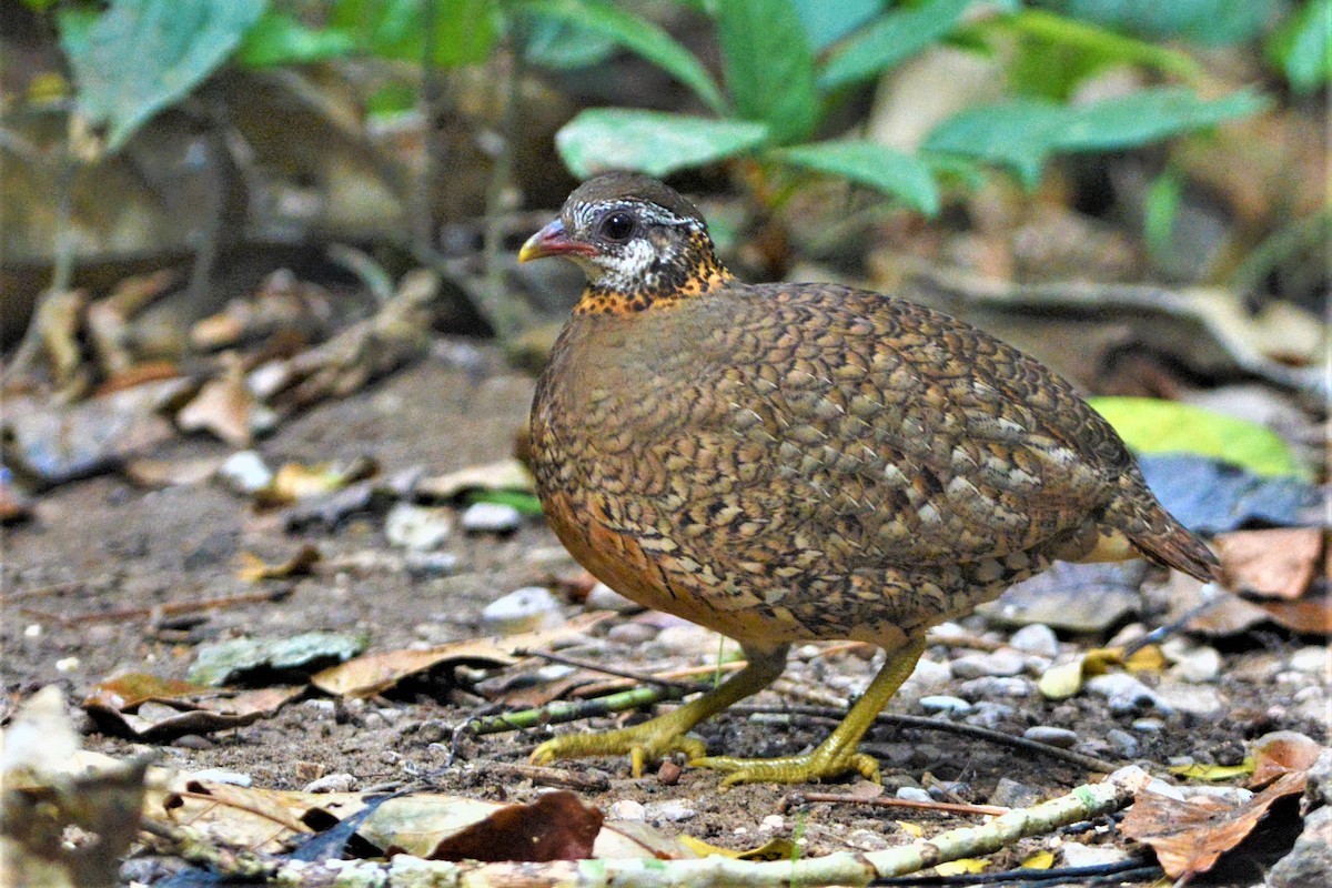 Scaly-breasted Partridge - David Hollie