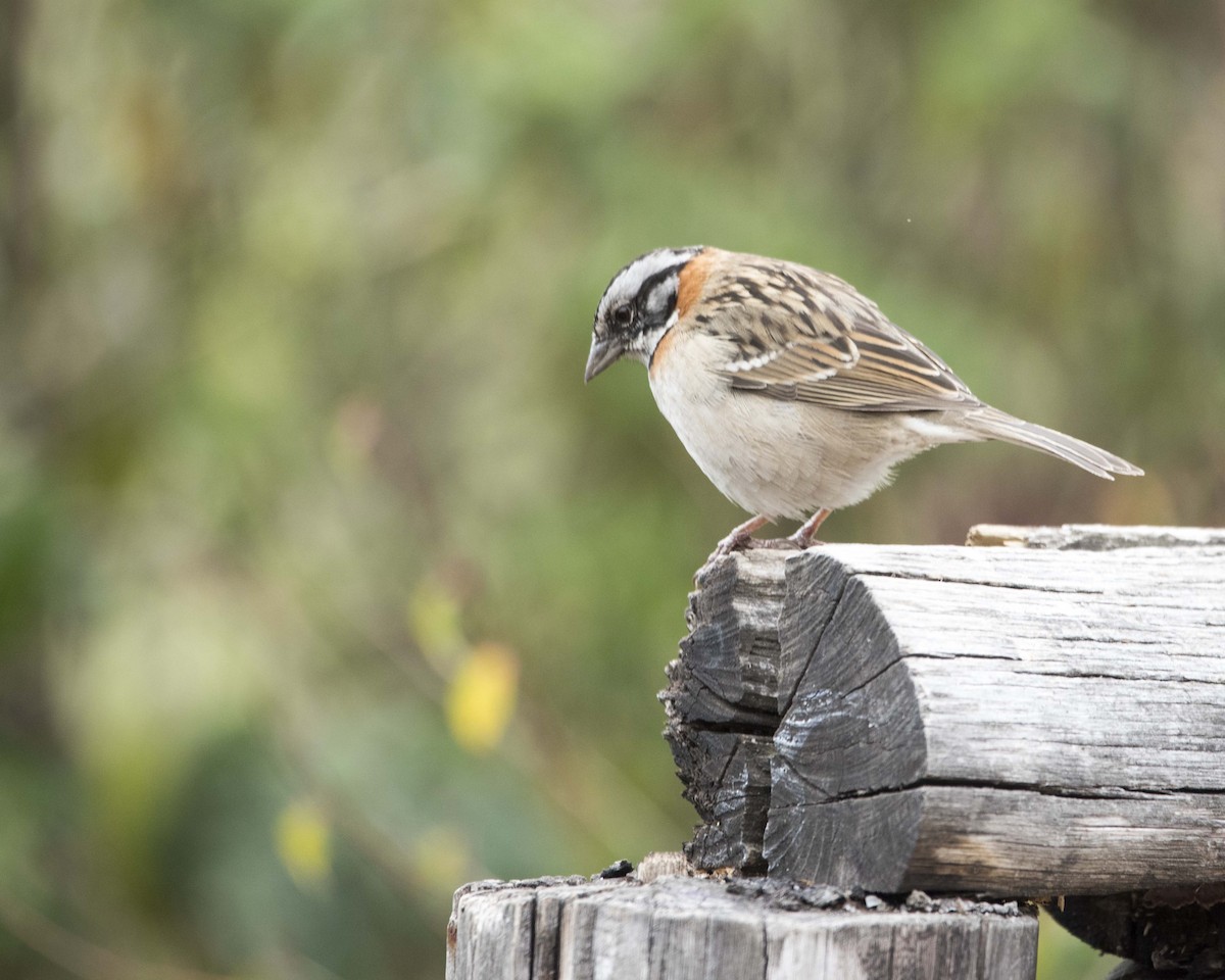 Rufous-collared Sparrow - ML122414481