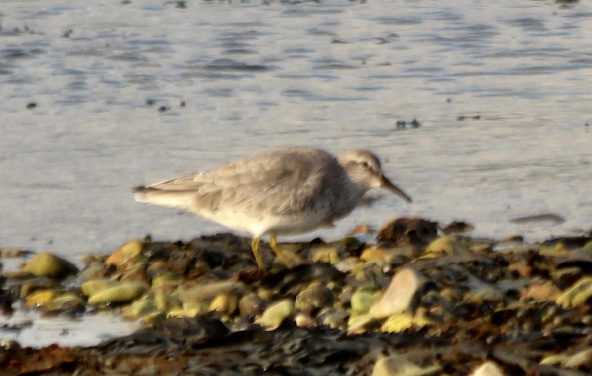 Red Knot - ML122416961