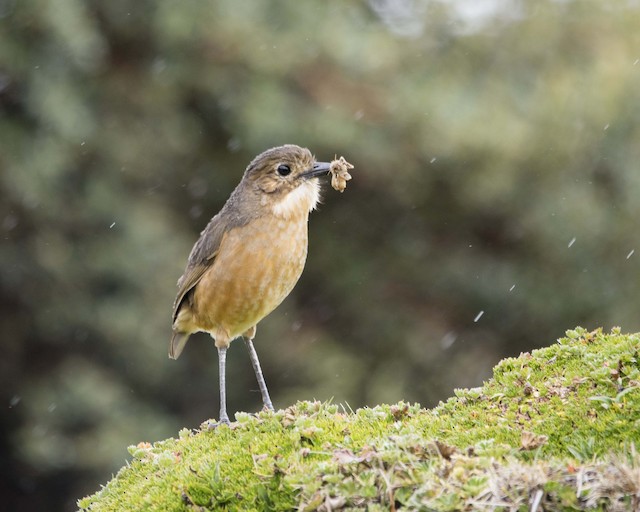 Adult with food for nestlings. - Tawny Antpitta - 