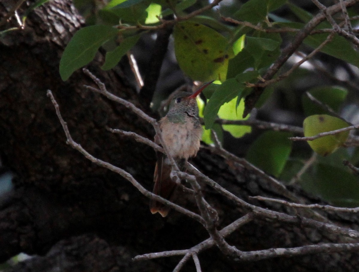 Buff-bellied Hummingbird - ML122417301