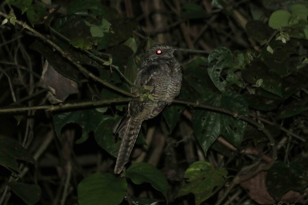 Ladder-tailed Nightjar - Jorge Novoa - CORBIDI
