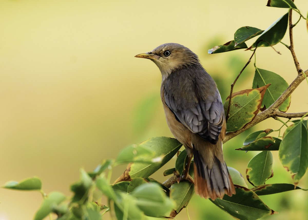 Chestnut-tailed Starling - Ramesh Desai