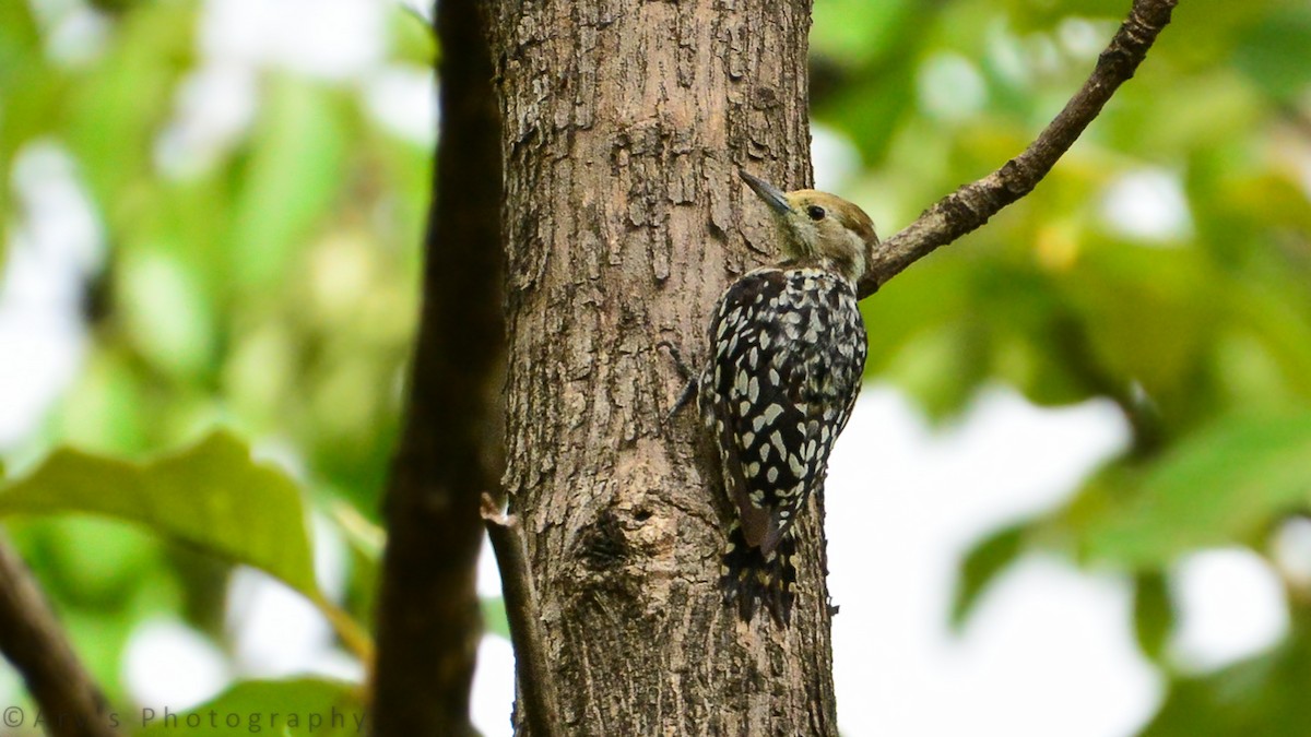 Yellow-crowned Woodpecker - Arun Varghese
