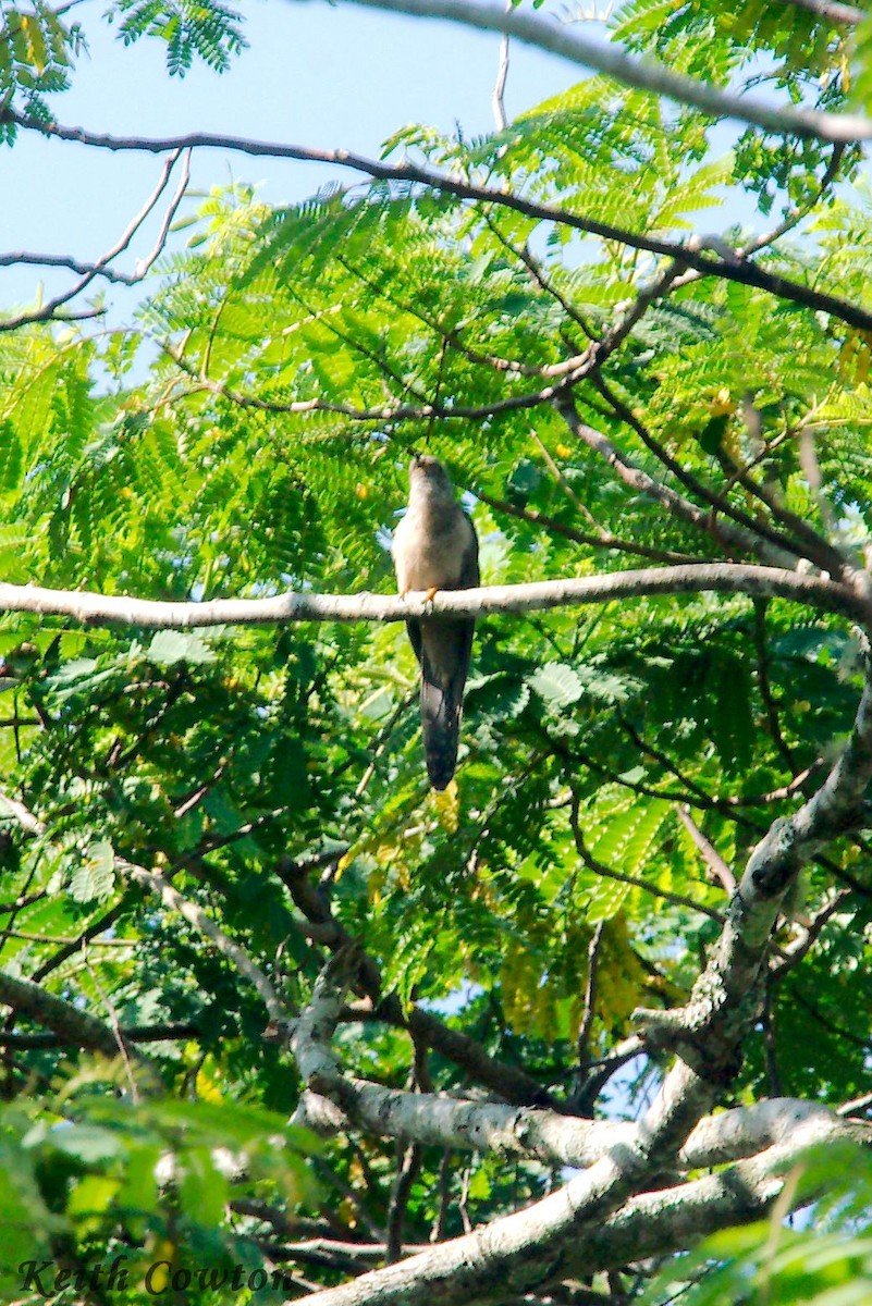 Brush Cuckoo (Sunda) - ML122430111