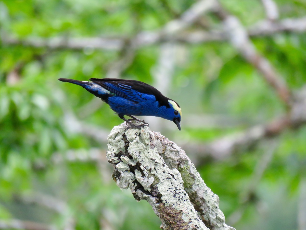 Opal-crowned Tanager - ML122430551