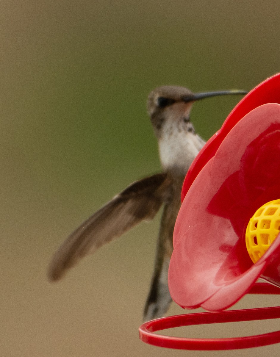 Black-chinned Hummingbird - ML122433831