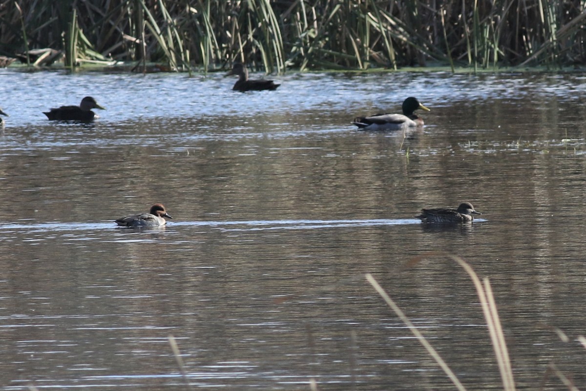 Green-winged Teal - ML122437401