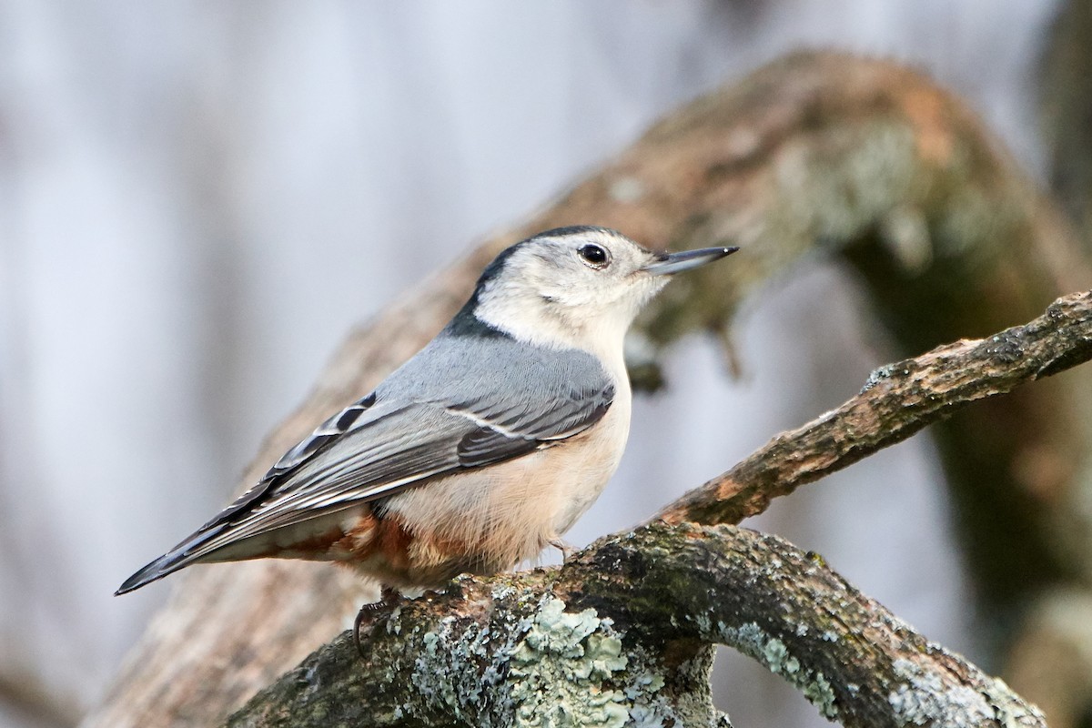 White-breasted Nuthatch - John Sutton