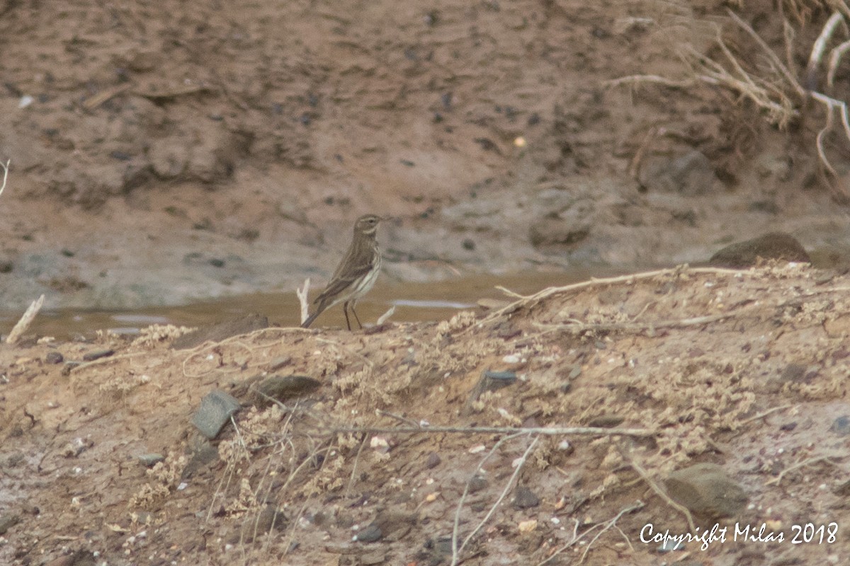 Water Pipit - ML122440751