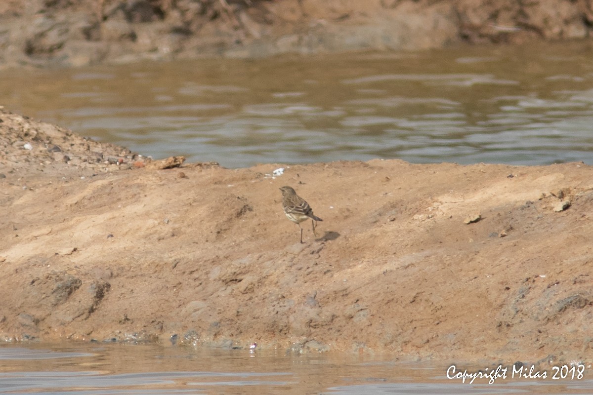 Water Pipit - ML122440781