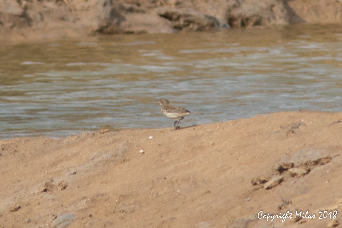 Water Pipit - ML122440801
