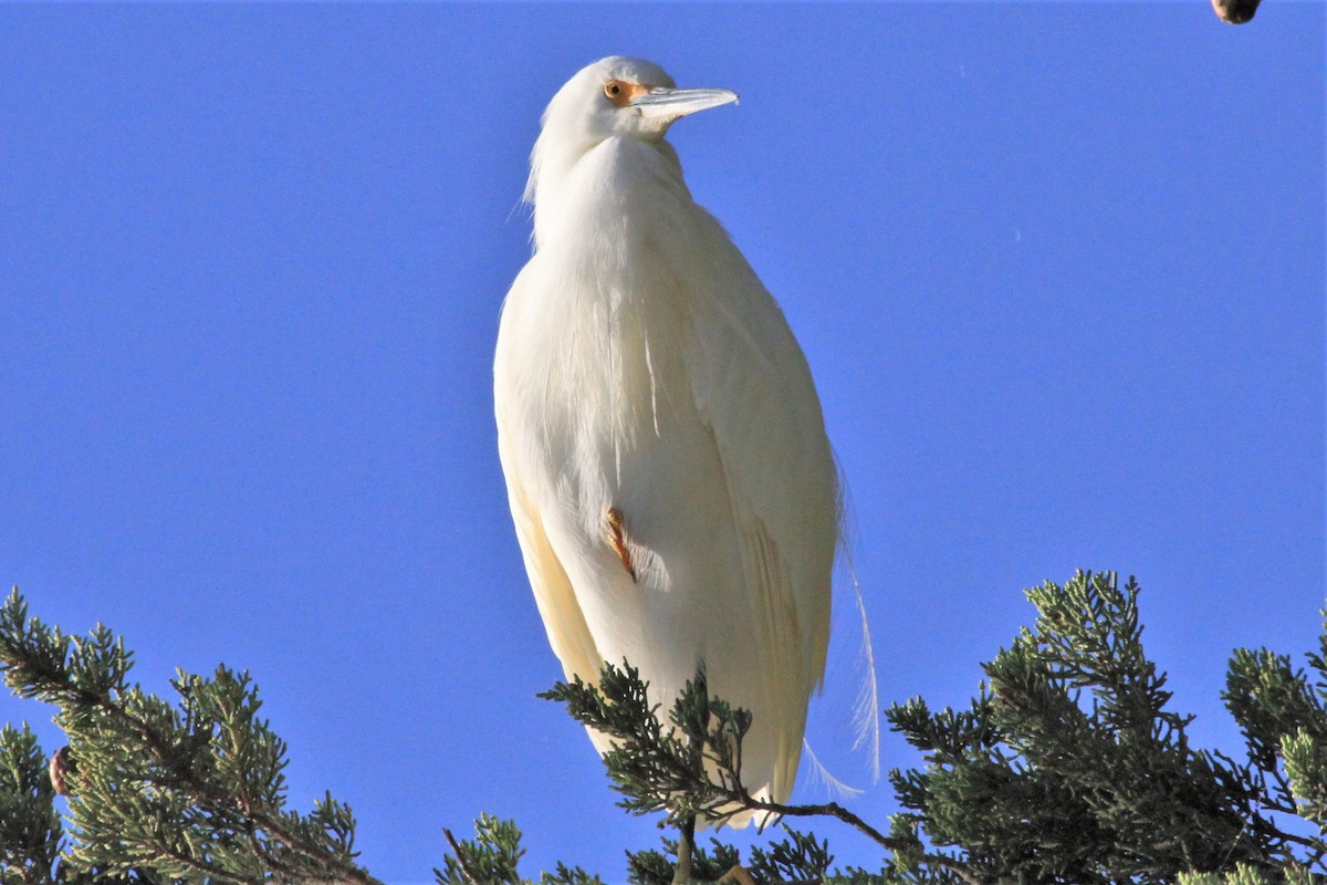 Snowy Egret - Kent Forward