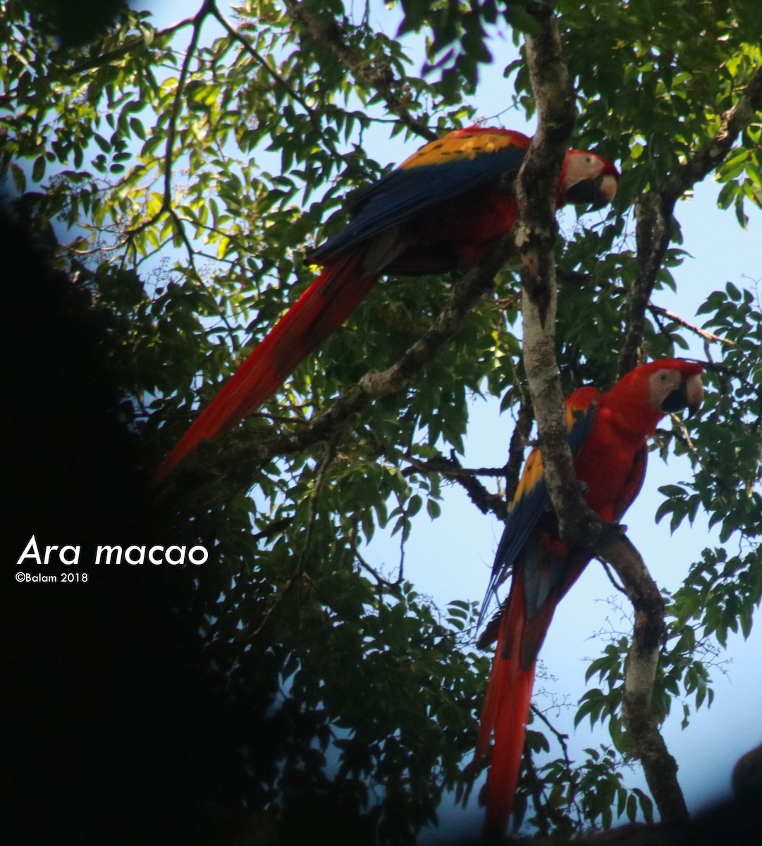 Scarlet Macaw - ML122447481