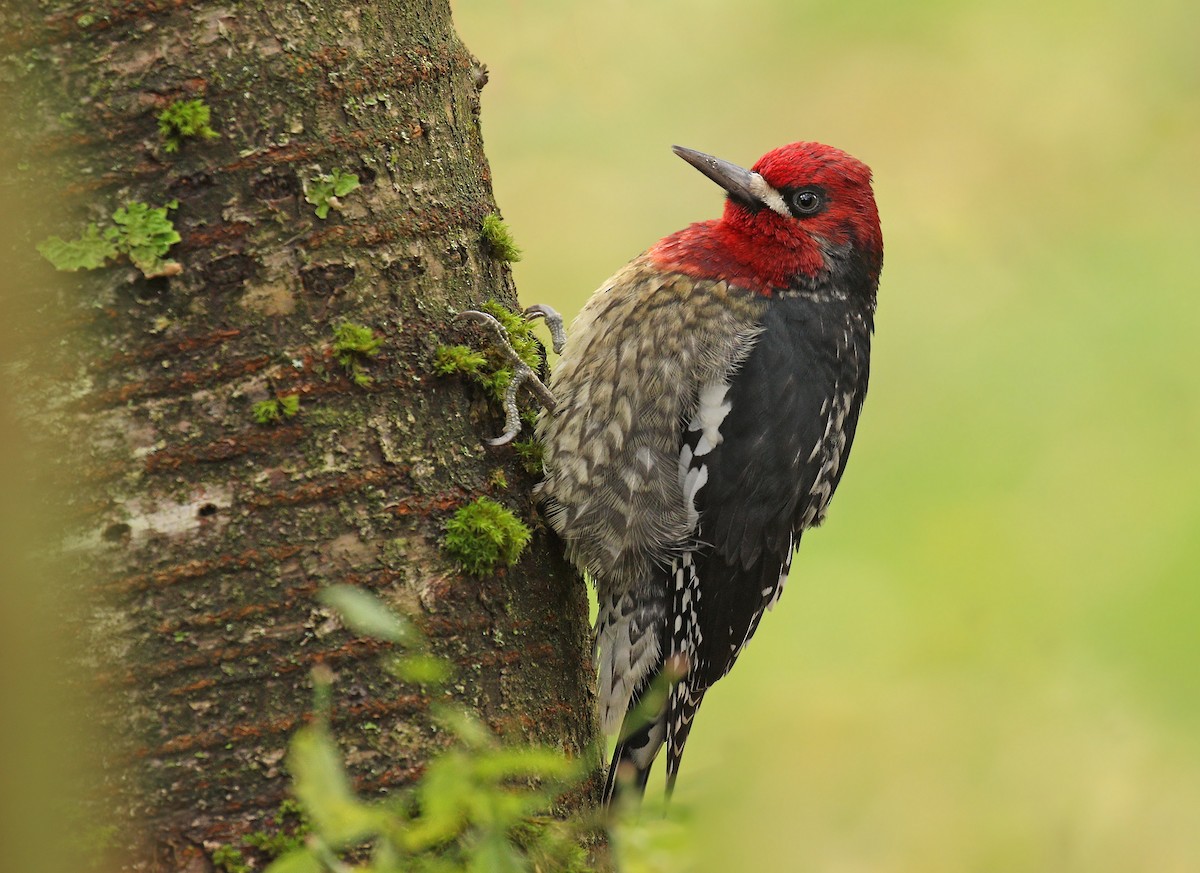 Red-breasted Sapsucker - ML122448861