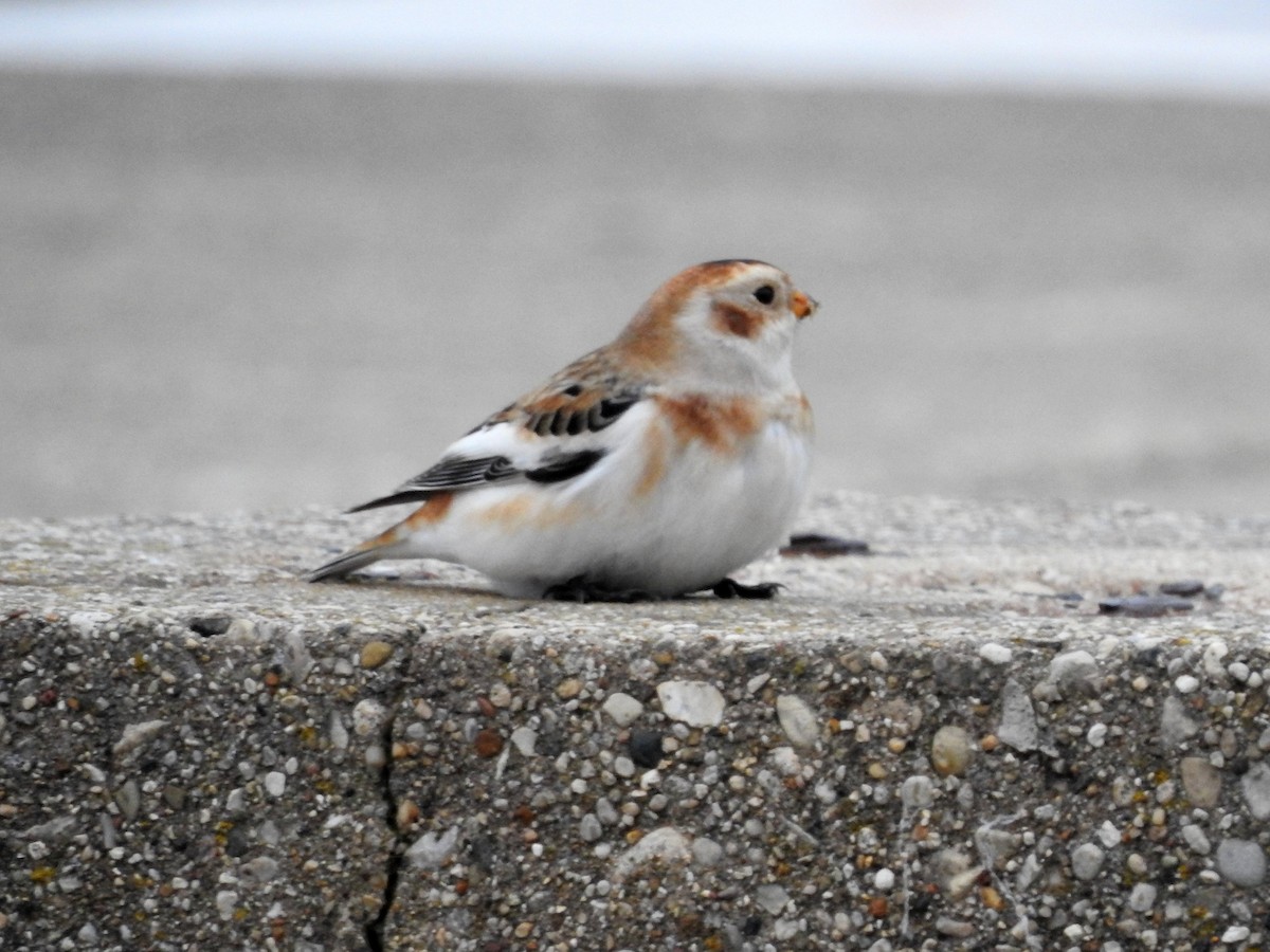 Snow Bunting - Terry Walsh