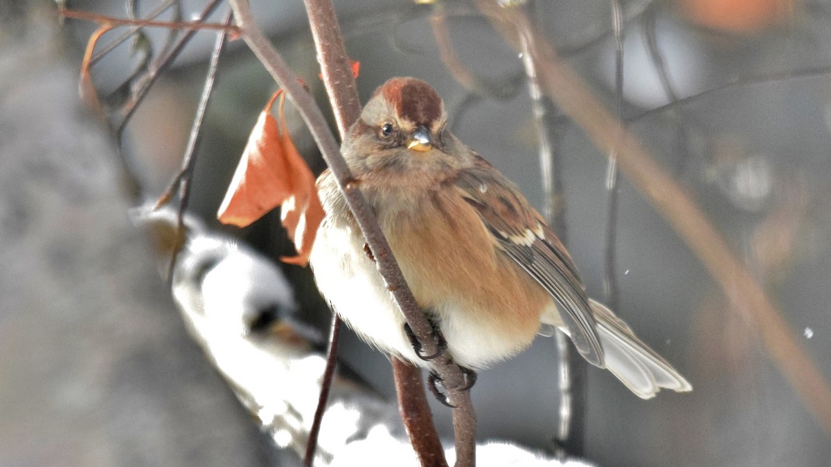 American Tree Sparrow - ML122451261